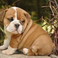 /album/fotogaleria-perritos/bulldog-jpg-jpg/